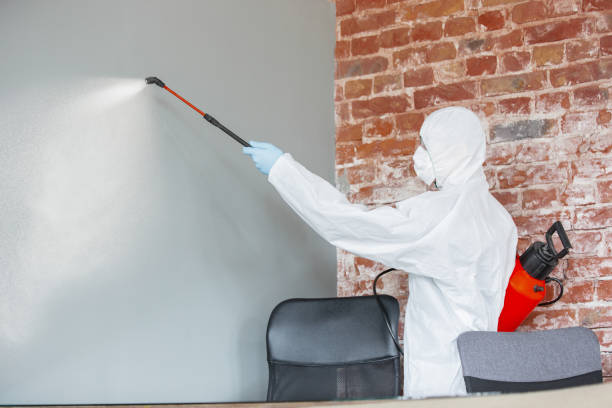Best Environmental Consulting for Mold Prevention  in North Conway, NH