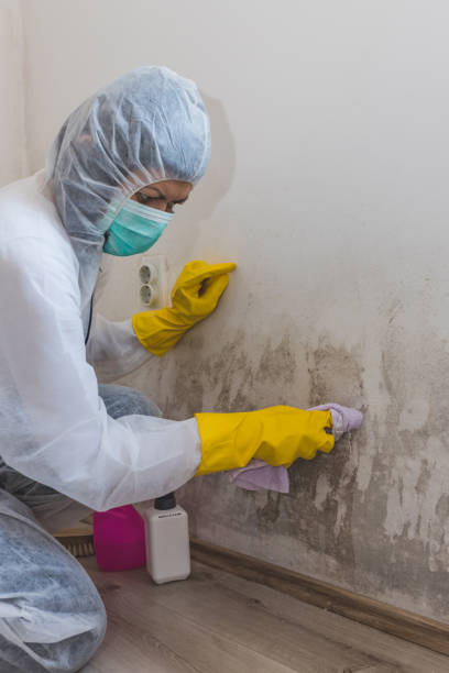 Best Mold Remediation for Rental Properties  in North Conway, NH