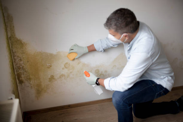 Best Crawl Space Mold Remediation  in North Conway, NH