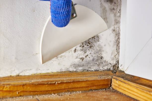 Best Mold Odor Removal Services  in North Conway, NH