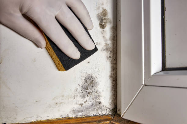 Best Post-Construction Mold Inspection  in North Conway, NH